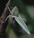 Draeculacephala crassicornis - photo 4