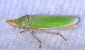 Draeculacephala floridana