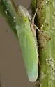 Draeculacephala floridana - photo 2