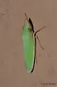 Draeculacephala floridana - photo 3