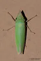 Draeculacephala floridana - photo 4