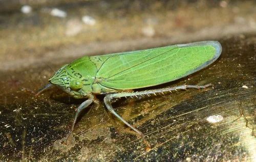 Waterlettuce Leafhopper