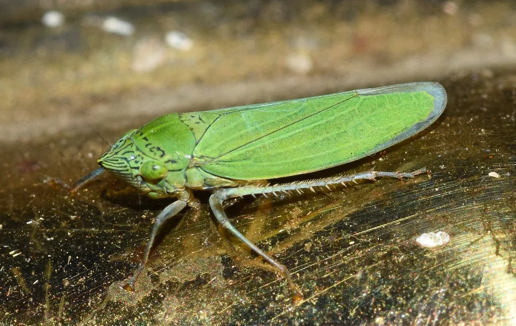 Waterlettuce Leafhopper - photo 2