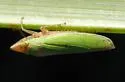 Grass Sharpshooter - photo 3