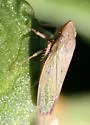 Grass Sharpshooter - photo 4