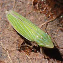 Tenderfoot Leafhopper - photo 2