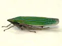 Tenderfoot Leafhopper - photo 3