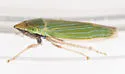 Tenderfoot Leafhopper - photo 4