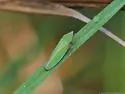 Tenderfoot Leafhopper - photo 5