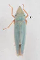 Draeculacephala navicula - photo 4