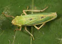 Black-ledged Sharpshooter