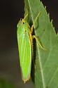 Black-ledged Sharpshooter - photo 2