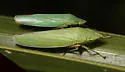 Draeculacephala paludosa