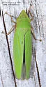 Draeculacephala paludosa - photo 2
