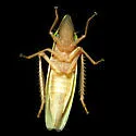 Draeculacephala portola
