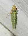 Draeculacephala portola - photo 3