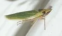Draeculacephala portola - photo 4