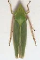 Draeculacephala producta