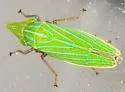 Draeculacephala producta - photo 2