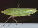 Draeculacephala producta - photo 3