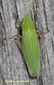 Draeculacephala robinsoni