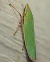 Draeculacephala robinsoni - photo 3