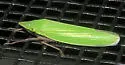 Draeculacephala robinsoni - photo 5