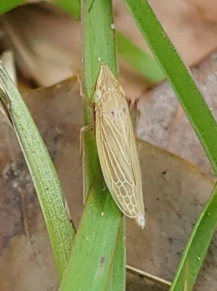 Draeculacephala savannahae - photo 2