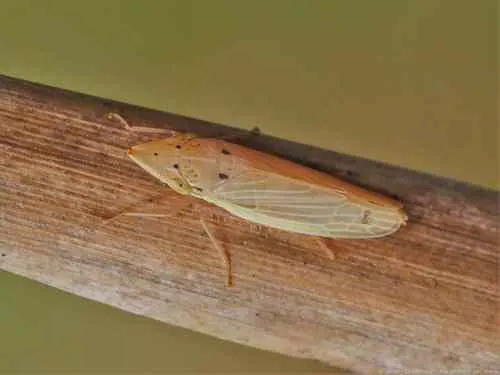 Draeculacephala septemguttata