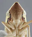 Draeculacephala soluta - photo 3