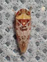 Dragonana dracontea - photo 4