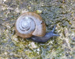 Draparnaud's Glass Snail