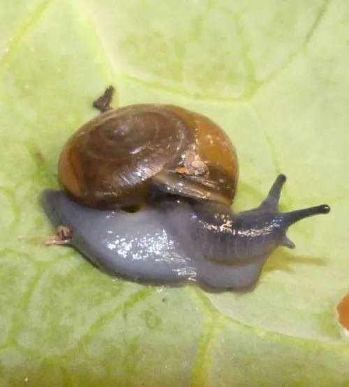 Draparnaud's Glass Snail - photo 2