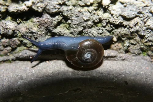 Draparnaud's Glass Snail - photo 3
