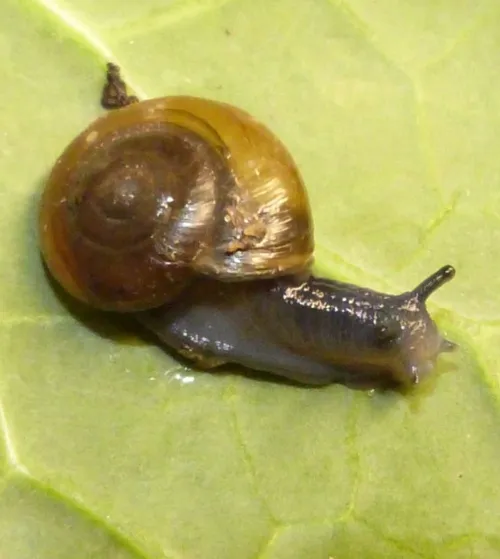 Draparnaud's Glass Snail - photo 4