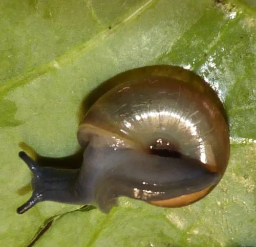 Draparnaud's Glass Snail - photo 5