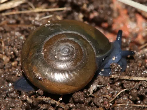 Draparnaud's Glass Snail - photo 6