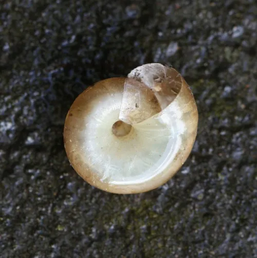 Draparnaud's Glass Snail - photo 7