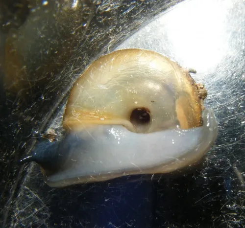 Draparnaud's Glass Snail - photo 8
