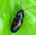 Drapetes exstriatus