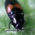 Drapetes exstriatus - photo 2