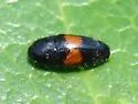 Drapetes exstriatus - photo 3