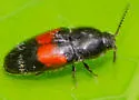 Drapetes exstriatus - photo 4