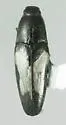 Drapetes plagiatus
