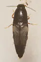 Drapetes plagiatus - photo 2