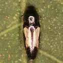Drapetes plagiatus - photo 3