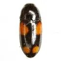 Drapetes quadripustulatus