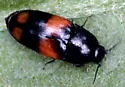 Drapetes quadripustulatus - photo 4