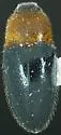 Drapetes rubricollis - photo 4