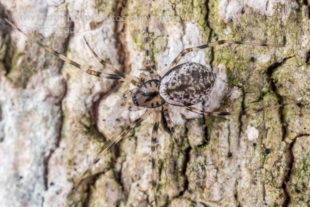 Northern Long-toothed Sheetweaver - photo 2
